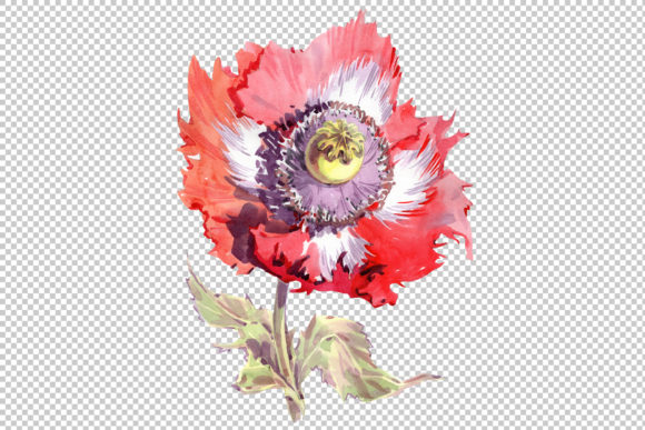 Big Red Poppy Flower PNG Watercolor Set and Illustrations