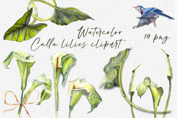 Calla Lily Watercolor Floral Illustrations