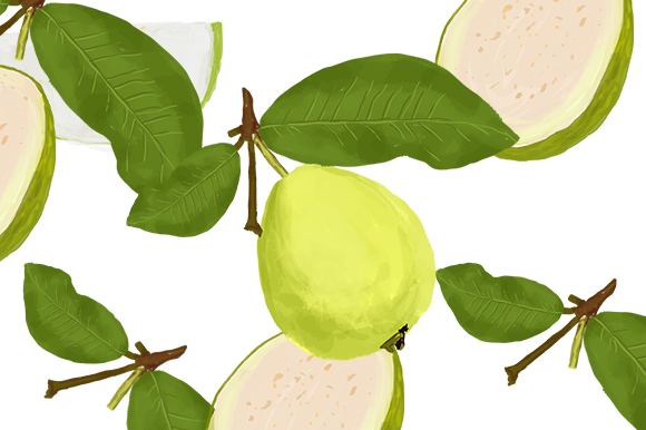 Guava Watercolor Illustration Pack and Illustrations