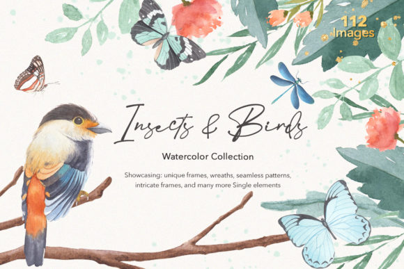 Insects Birds Watercolor Collections and Illustrations