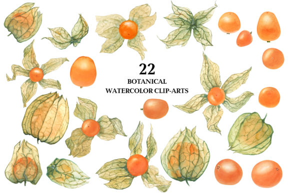 Physalis. Botanical Watercolor Illustrations