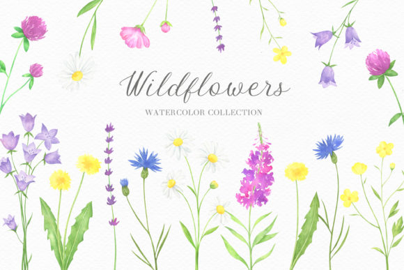 Summer Wildflowers Watercolor Collection and Illustrations