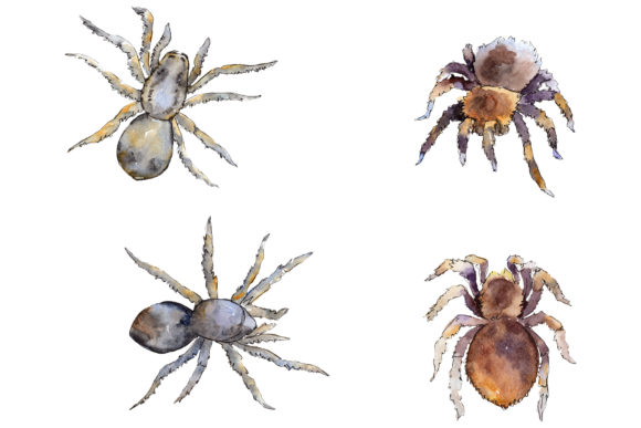Tarantula Watercolor PNG and Illustrations