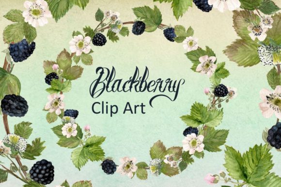Watercolor Blackberries Clip Art and Illustrations