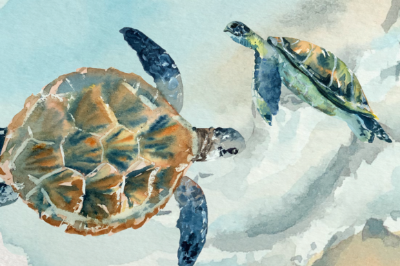 Watercolor Sea Turtle Life Cycle Clip Ar Illustrations